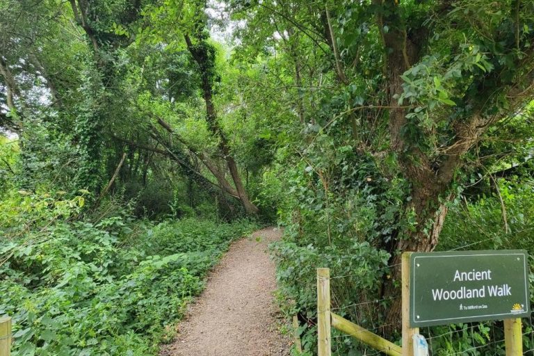 Woodland Nature Trail near the Little Cabin